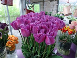 Magic Lavender (2)